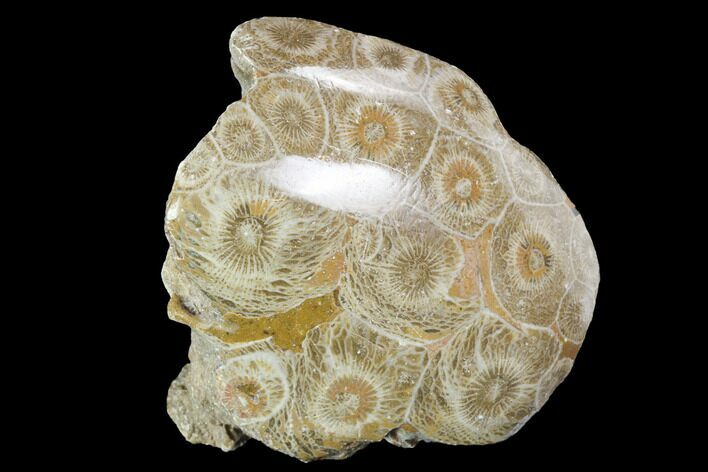 Polished Fossil Coral (Actinocyathus) - Morocco #100640